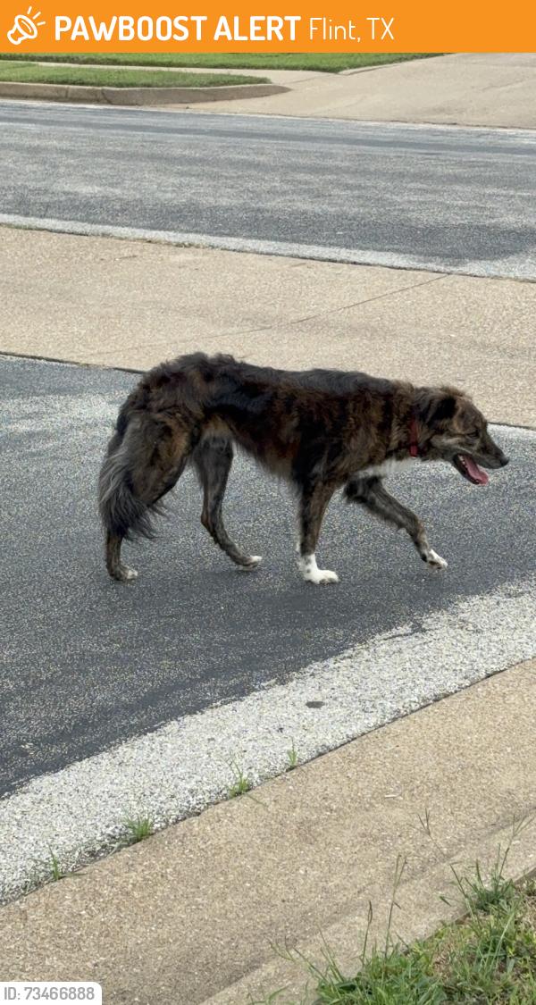 Found/Stray Unknown Dog last seen Meadow view ln, Flint, TX 75762