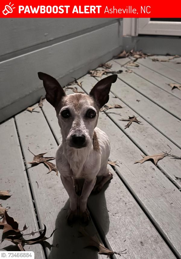 Lost Female Dog last seen Murdock & Hillside, Asheville, NC 28801