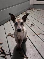 Lost Female Dog last seen Murdock & Hillside, Asheville, NC 28801