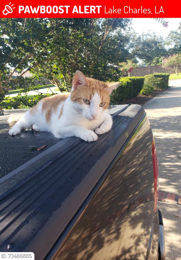 Lost Male Cat last seen Near Oak Alley, Lake Charles, Lake Charles, LA 70605