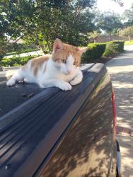 Lost Male Cat last seen Near Oak Alley, Lake Charles, Lake Charles, LA 70605