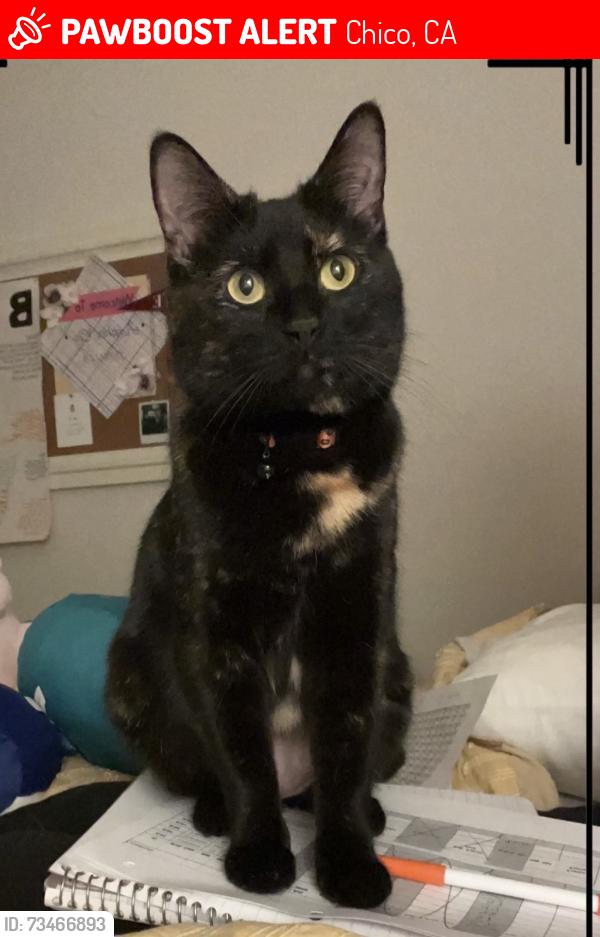Lost Female Cat last seen Bike path between Alameda Park Circle and Plumwood Court, Chico, CA 95928