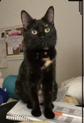 Lost Female Cat last seen Bike path between Alameda Park Circle and Plumwood Court, Chico, CA 95928