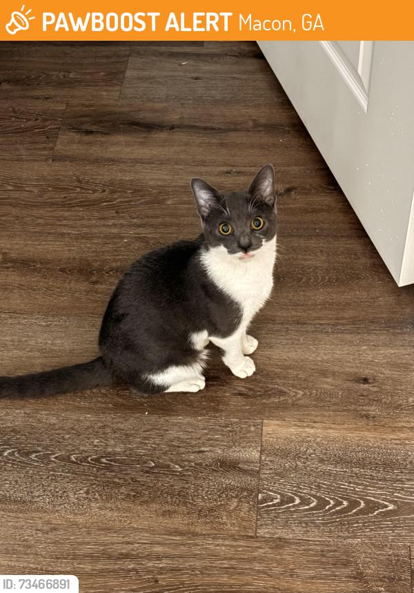 Found/Stray Male Cat last seen Roundabout, Macon, GA 31210