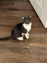 Found/Stray Male Cat last seen Roundabout, Macon, GA 31210