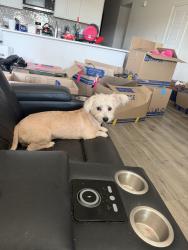 Reunited Male Dog last seen Glee Stem and Epiphany, Lavon, TX 75166