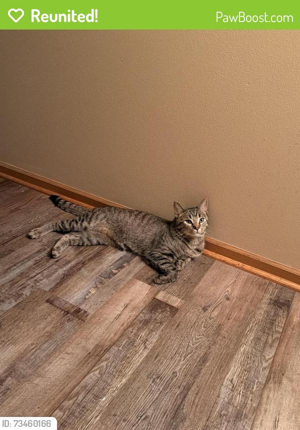 Reunited Male Cat last seen Spring Creek/Bell School. cndmniums behind JMK, Rockford, IL 61107