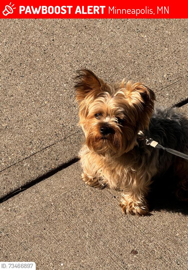 Lost Male Dog last seen 35th and lake, Minneapolis, MN 55407