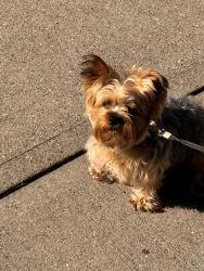 Lost Male Dog last seen 35th and lake, Minneapolis, MN 55407