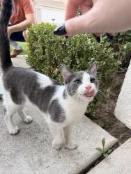 Found/Stray Male Cat last seen Near Mountain View elementary, Fresno, CA 93720