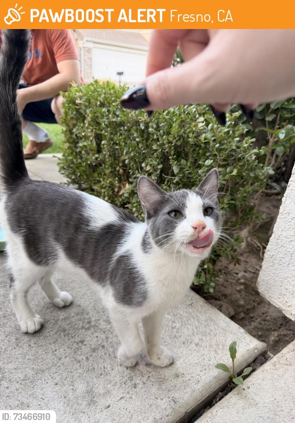 Found/Stray Male Cat last seen Near Mountain View elementary, Fresno, CA 93720