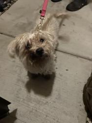 Reunited Unknown Dog last seen Black Elk and Running Rabbit, Las Vegas, NV 89143