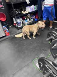Reunited Male Dog last seen Crisp Apple Way Fresno Texas, Fresno, TX 77545