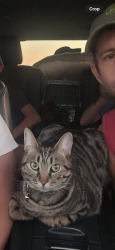 Lost Female Cat last seen Chicago ave, Plumaria, Fair Oaks, CA 95628