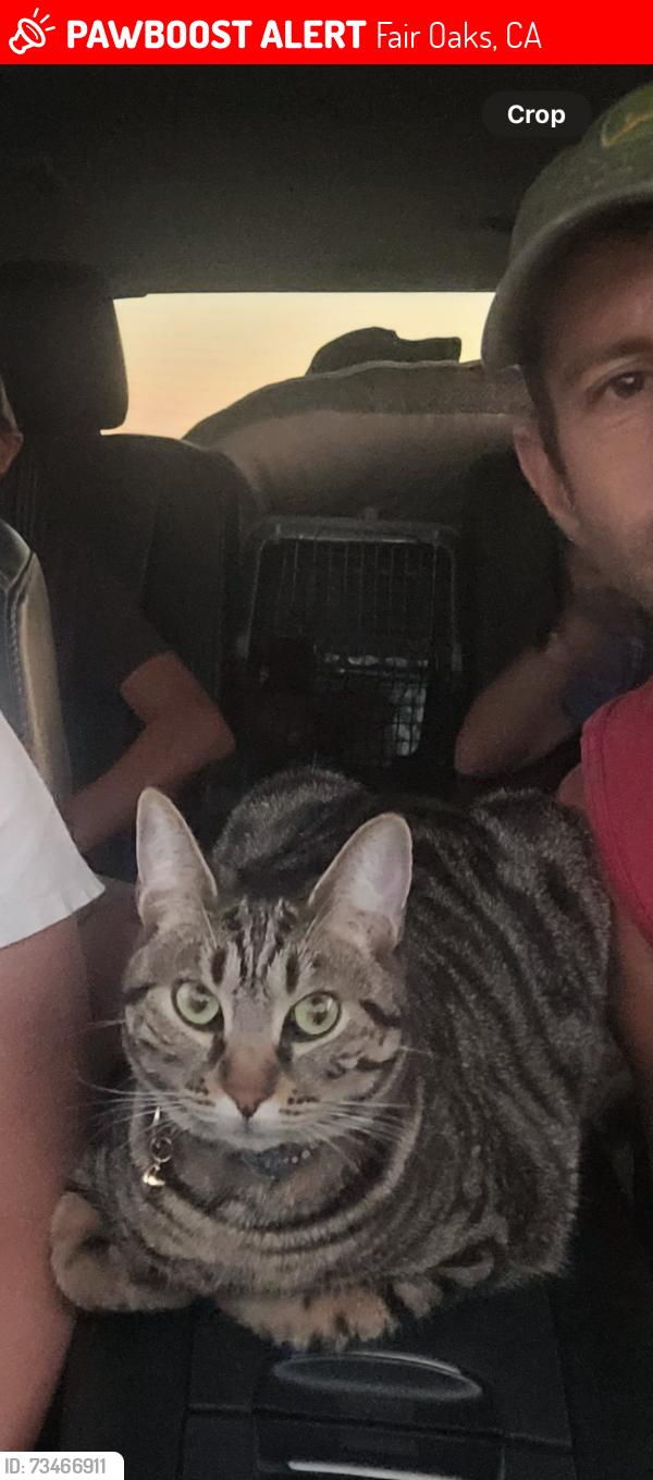Lost Female Cat last seen Chicago ave, Plumaria, Fair Oaks, CA 95628
