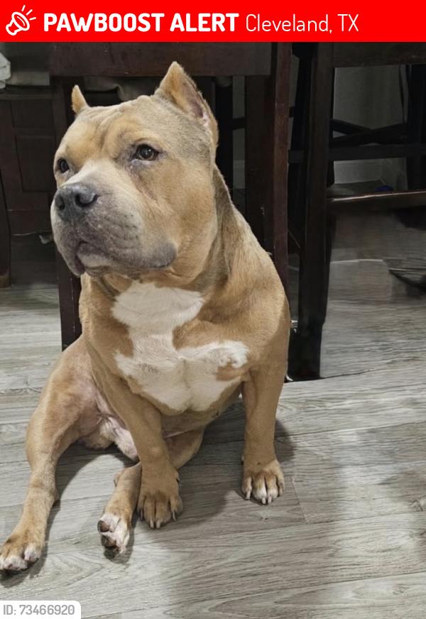 Lost Male Dog last seen Near Plum Grove Texas, Cleveland, TX 77327