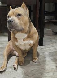 Lost Male Dog last seen Near Plum Grove Texas, Cleveland, TX 77327