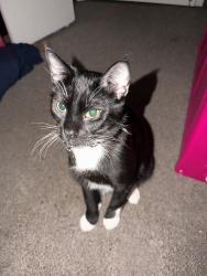 Reunited Male Cat last seen Gladys and Hamilton, Chicago, IL 60612