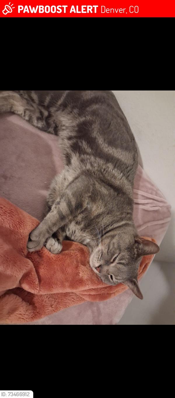 Lost Male Cat last seen Grant and 90 th, Denver, CO 80203