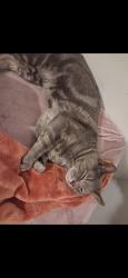 Lost Male Cat last seen Grant and 90 th, Denver, CO 80203