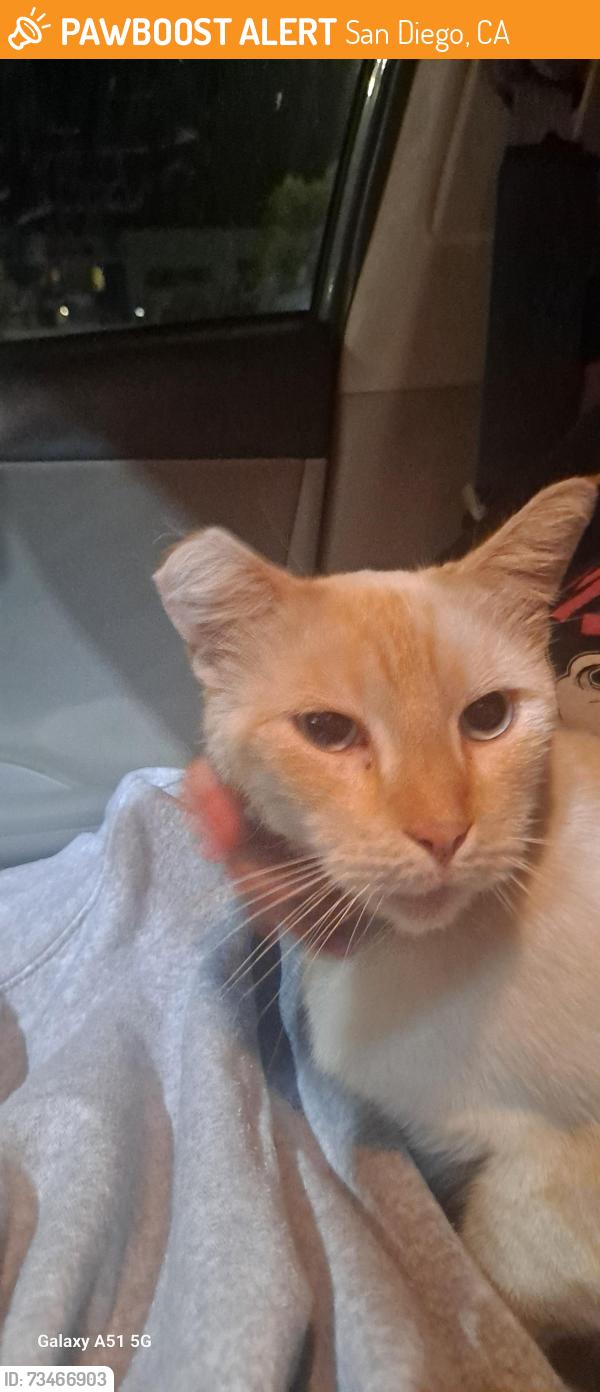Found/Stray Female Cat last seen Fairmont and university, San Diego, CA 92116
