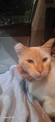 Found/Stray Female Cat last seen Fairmont and university, San Diego, CA 92116