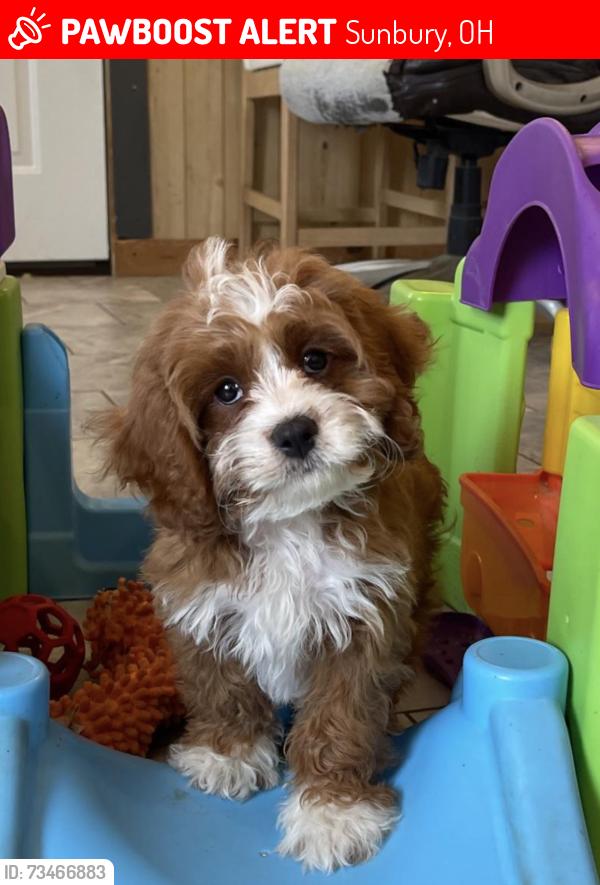 Lost Male Dog last seen Ross and Route 37, Sunbury, OH 43074