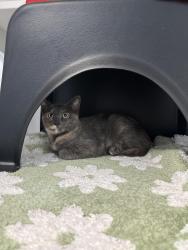 Reunited Female Cat last seen Off 5600 S near the Murray City Cemetery, Murray, UT 84107
