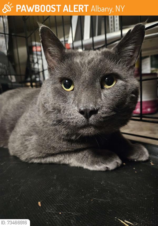Found/Stray Male Cat last seen Near Spruce St, Albany, NY, Albany, NY 12210