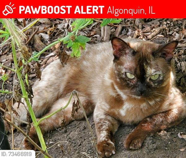 Lost Female Cat last seen Stonegate Rd. And Sawmill Ln, Algonquin, IL 60102