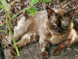 Lost Female Cat last seen Stonegate Rd. And Sawmill Ln, Algonquin, IL 60102