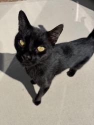 Found/Stray Male Cat last seen Pilot st haw river, Haw River, NC 27253