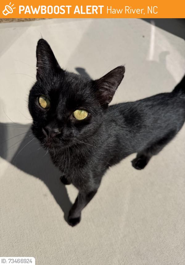 Found/Stray Male Cat last seen Pilot st haw river, Haw River, NC 27253