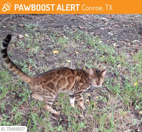Found/Stray Unknown Cat last seen Barbara lane and Fay drive, Conroe, TX 77301