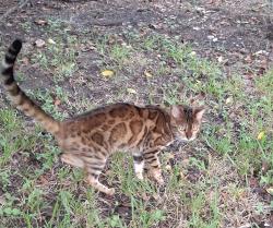 Found/Stray Unknown Cat last seen Barbara lane and Fay drive, Conroe, TX 77301