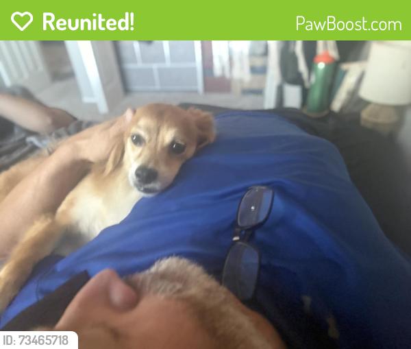 Reunited Male Dog last seen Alexander and Teneya, Las Vegas, NV 89129