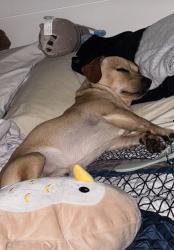 Reunited Male Dog last seen Manchester, Inglewood, CA 90301
