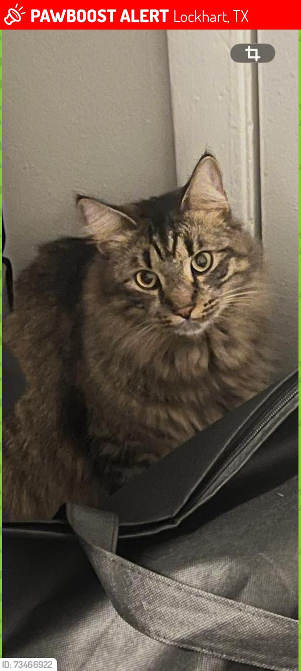 Lost Male Cat last seen Lockhart, Lockhart, TX 78644