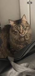 Lost Male Cat last seen Lockhart, Lockhart, TX 78644