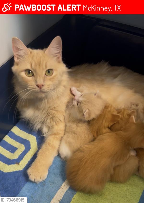 Lost Female Cat last seen Lake Forrest & Wilmeth, McKinney, TX 75071