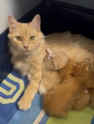Lost Female Cat last seen Lake Forrest & Wilmeth, McKinney, TX 75071