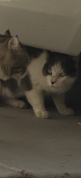 Found/Stray Unknown Cat last seen Loose and centennial, North Las Vegas, NV 89086