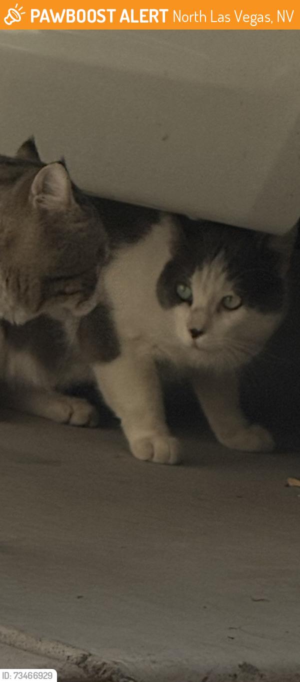 Found/Stray Unknown Cat last seen Loose and centennial, North Las Vegas, NV 89086