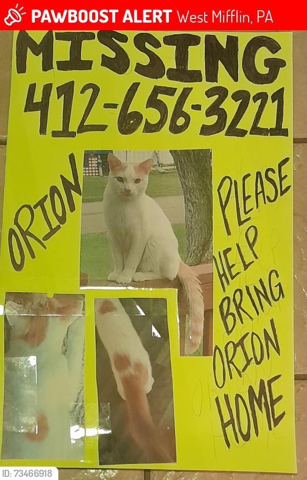 Lost Male Cat last seen Greensprings Avenue and Eliza Street, West Mifflin, PA 15122