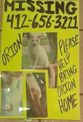 Lost Male Cat last seen Greensprings Avenue and Eliza Street, West Mifflin, PA 15122