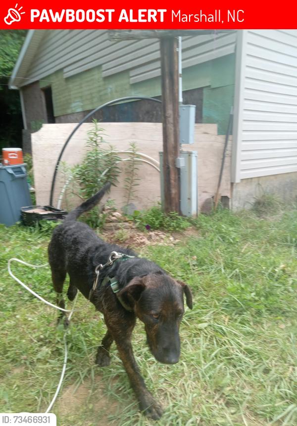Lost Male Dog last seen E. Fork & bone camp rd., Marshall, NC 28753