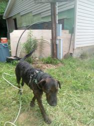 Lost Male Dog last seen E. Fork & bone camp rd., Marshall, NC 28753