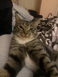 Lost Male Cat last seen Stoneshore and holland rd, Virginia Beach, VA 23452
