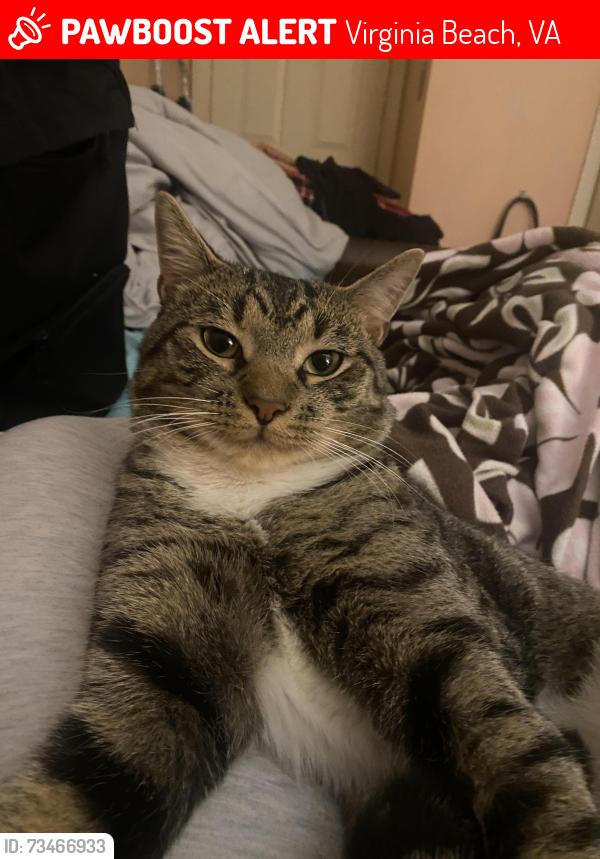 Lost Male Cat last seen Stoneshore and holland rd, Virginia Beach, VA 23452