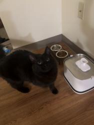 Reunited Male Cat last seen Near fairchild ave, Anchorage, AK 99506